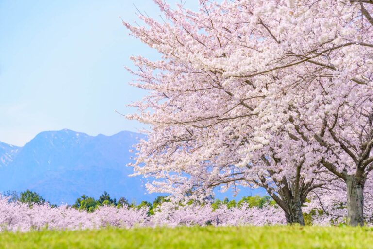 山形県の桜開花予想2023🌸エリア別おすすめ花見スポット 東北ゆるさんぽ 6978